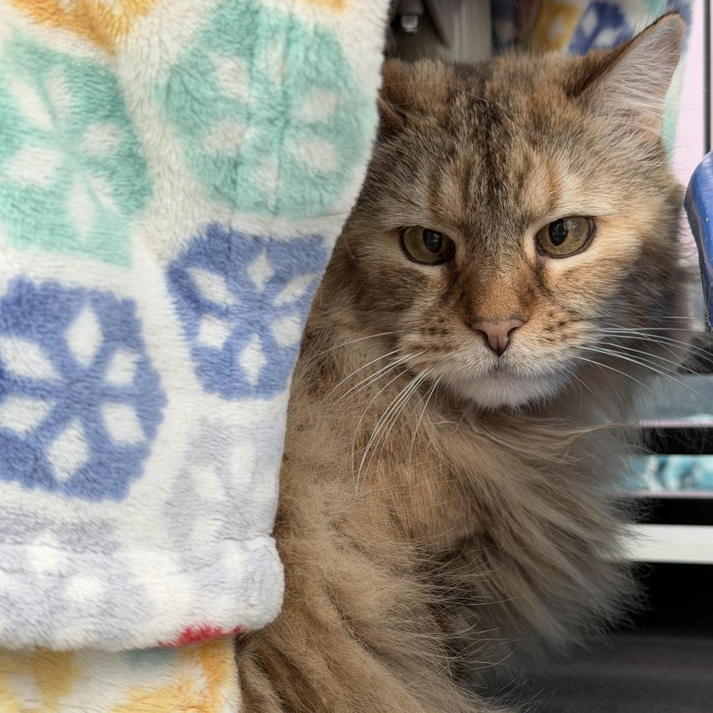 Enlarge Fluff, a Adoptable Domestic Medium Hair in Lakewood, CO image 3/6