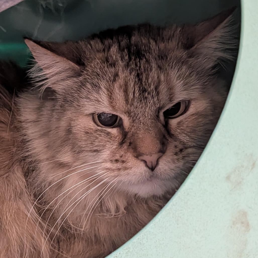 Enlarge Fluff, a Adoptable Domestic Medium Hair in Lakewood, CO image 4/6