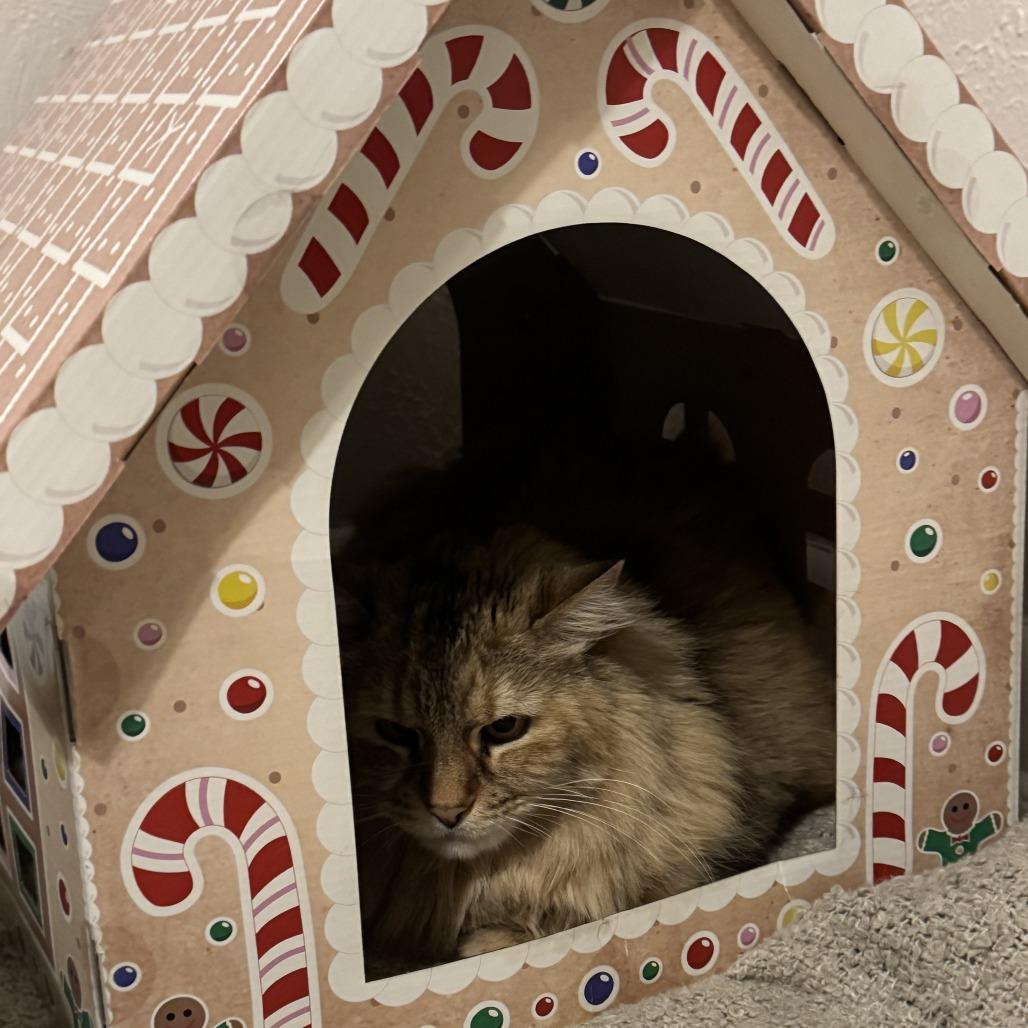 Enlarge Fluff, a Adoptable Domestic Medium Hair in Lakewood, CO image 5/6