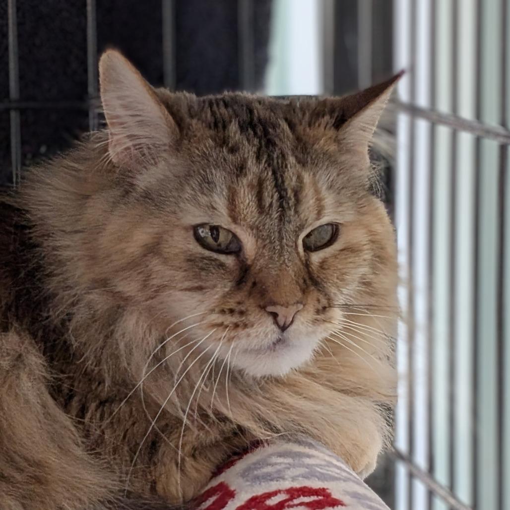 Enlarge Fluff, a Adoptable Domestic Medium Hair in Lakewood, CO image 6/6