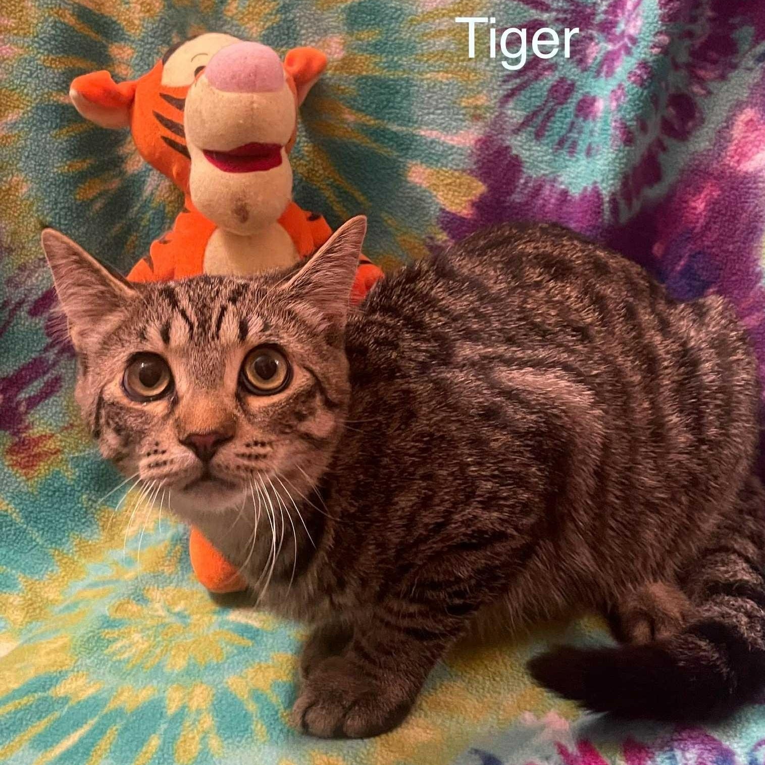 Tiger — thumbnail 2