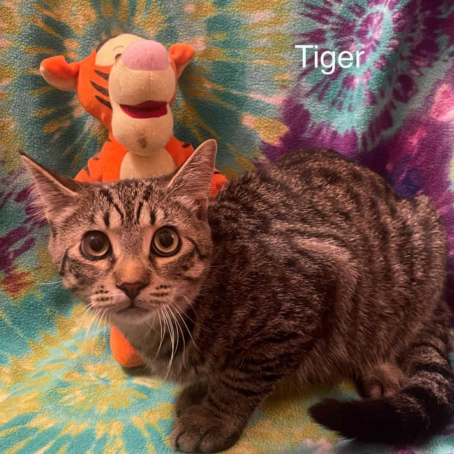 Tiger — thumbnail 3