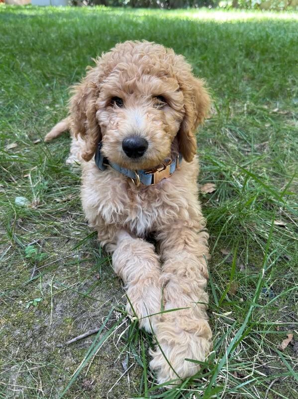 Bert, a Adoptable Goldendoodle in Valley Village, CA image 1/2