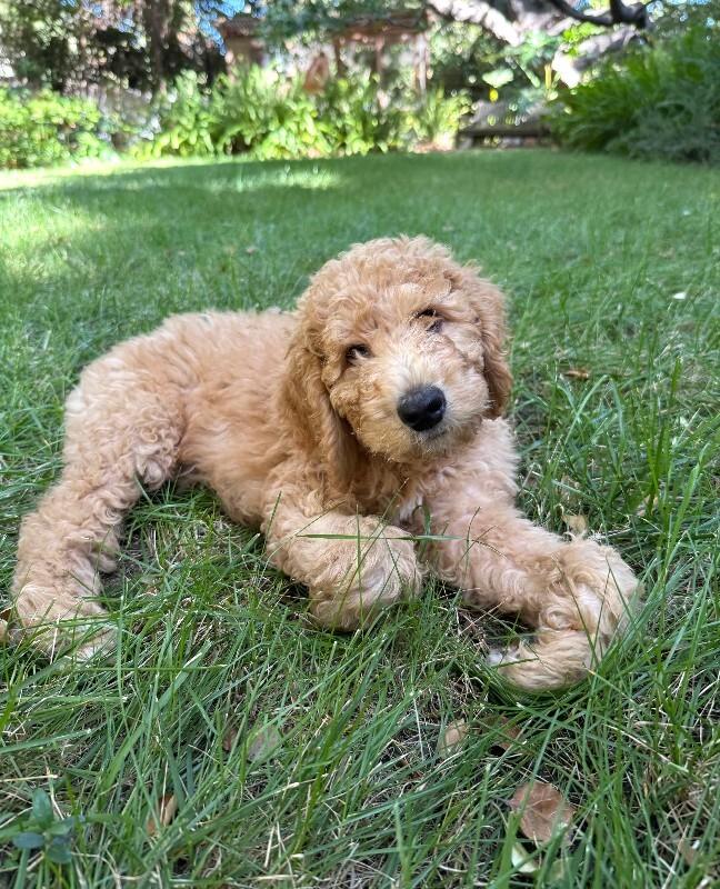 Bert, a Adoptable Goldendoodle in Valley Village, CA image 2/2