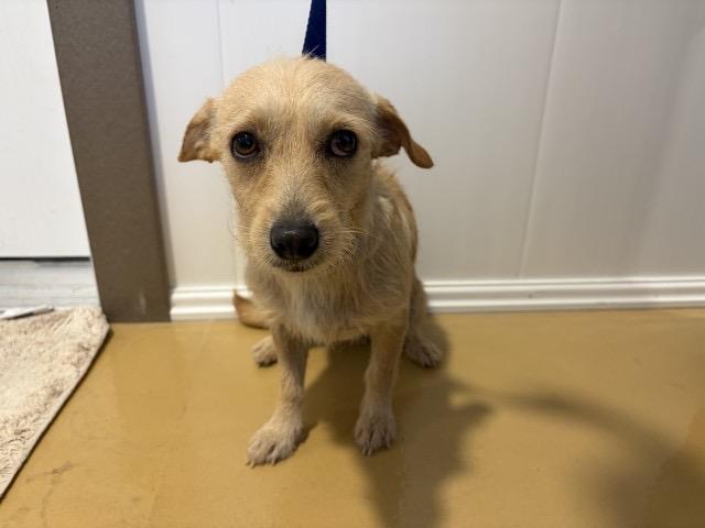 Enlarge DAISY, a ADOPTABLE mixed breed in los angeles, CA image 3/5