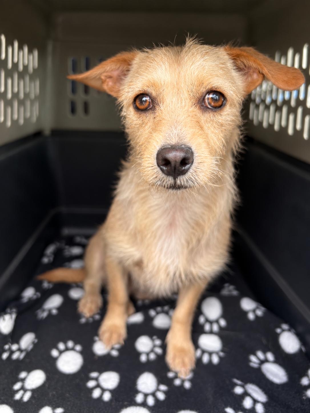 DAISY, ADOPTABLE, Young Female Border Terrier & Chihuahua.