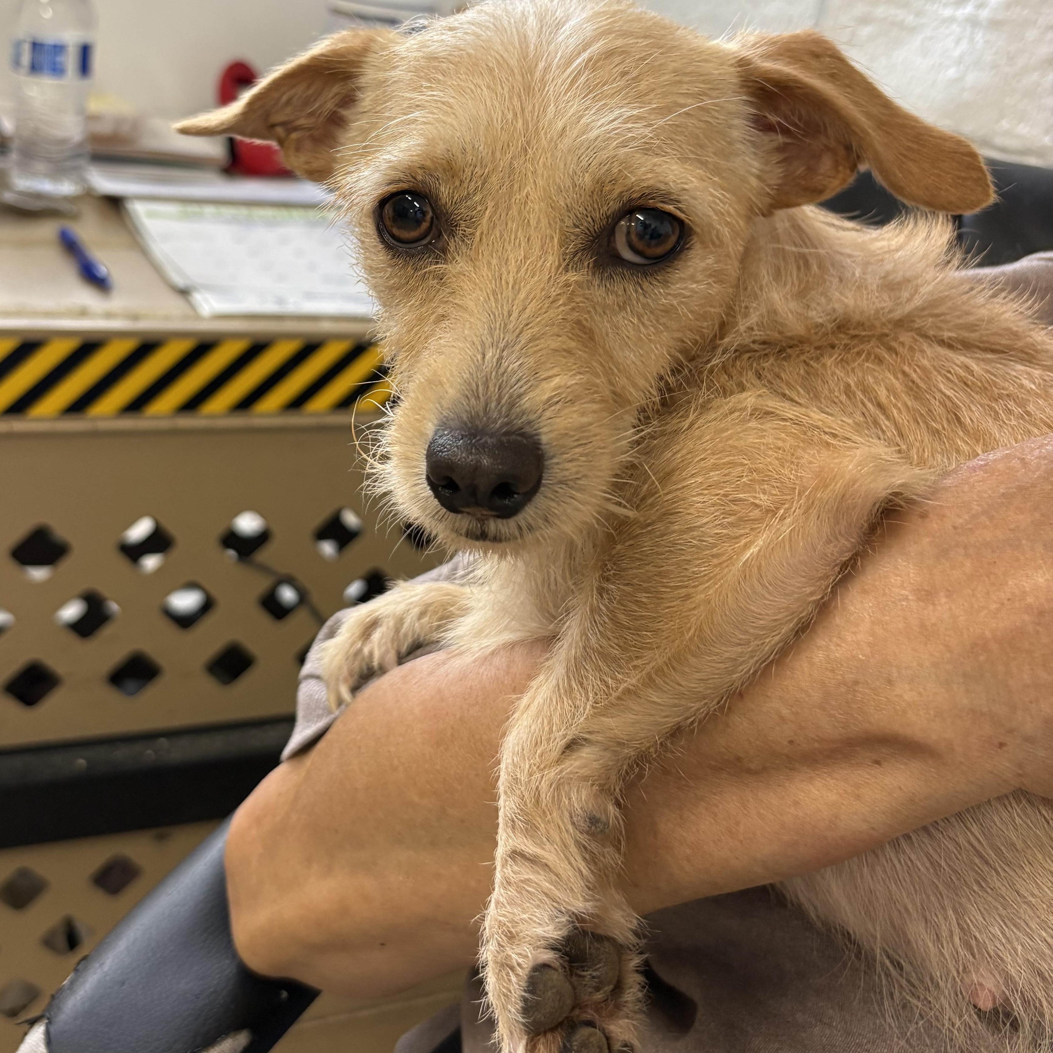 Enlarge DAISY, a ADOPTABLE mixed breed in los angeles, CA image 2/5