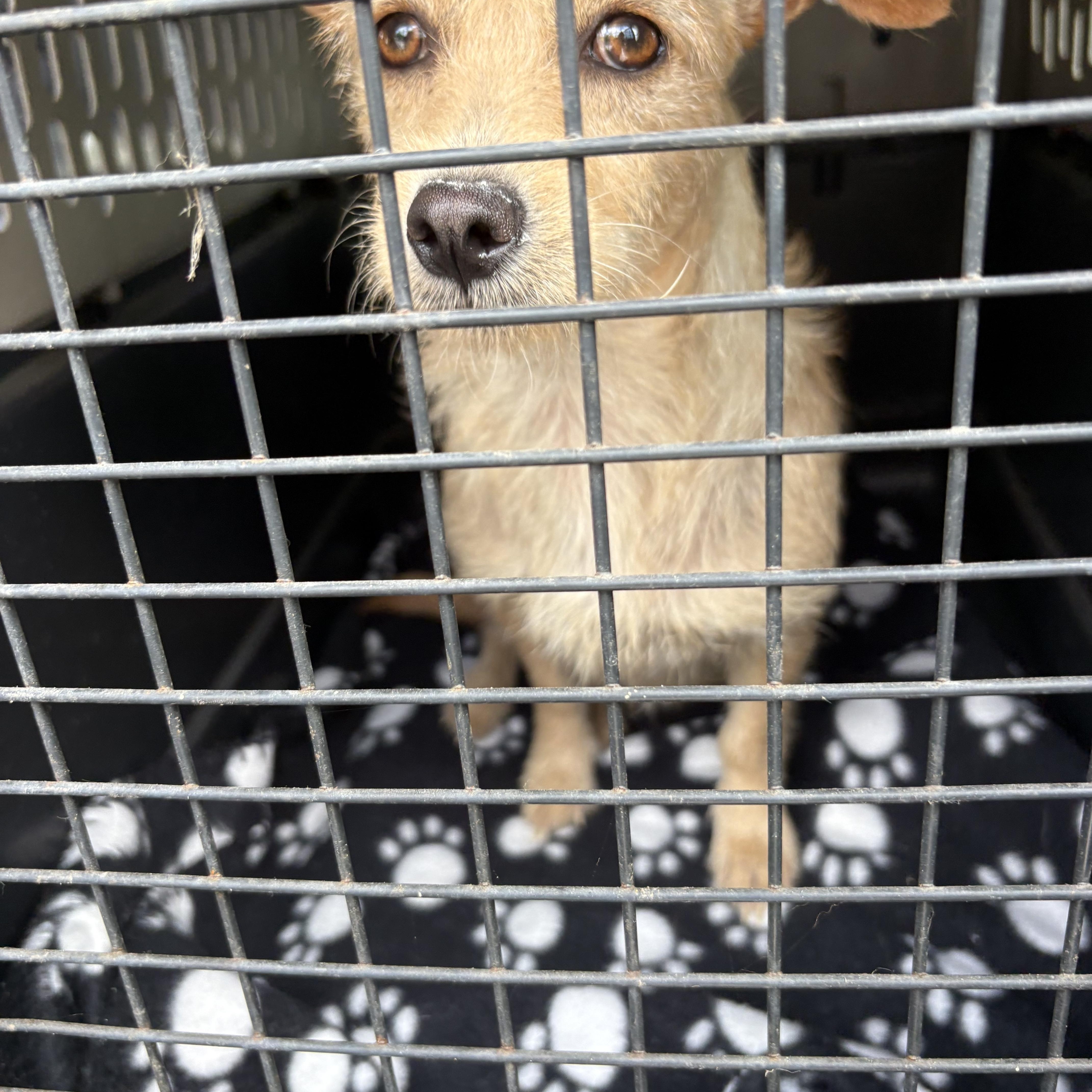 Enlarge DAISY, a ADOPTABLE mixed breed in los angeles, CA image 5/5