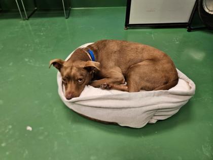 Levi, Adoptable, Adult Male Mixed Breed & Mixed Breed.