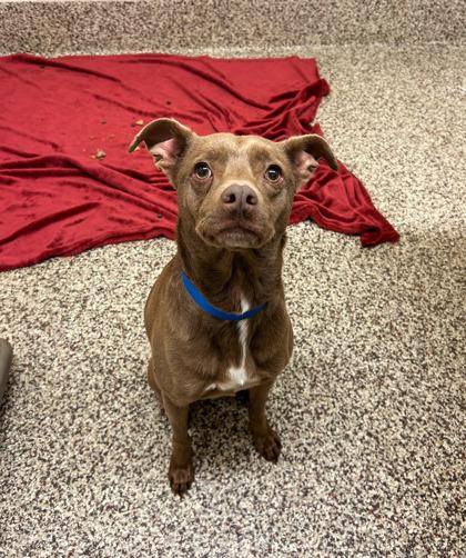 Levi, Adoptable, Adult Male Mixed Breed & Mixed Breed.