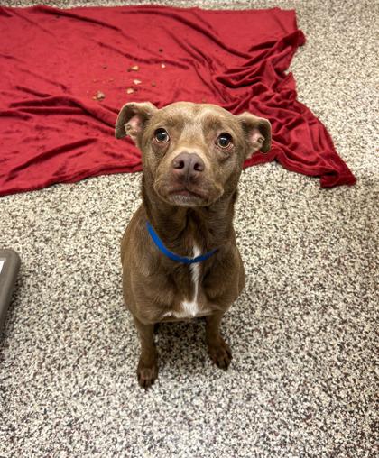 Enlarge Levi, a Adoptable mixed breed in Sterling Heights, MI image 2/3