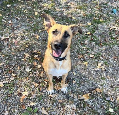 Enlarge Lyla (6681), a Adoptable Shepherd in Lake City, MI image 1/2