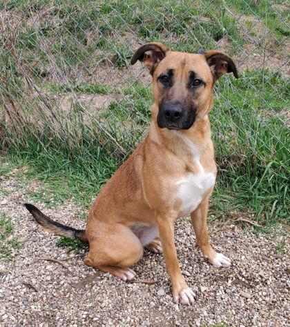 Enlarge Lyla (6681), a Adoptable Shepherd in Lake City, MI image 2/2