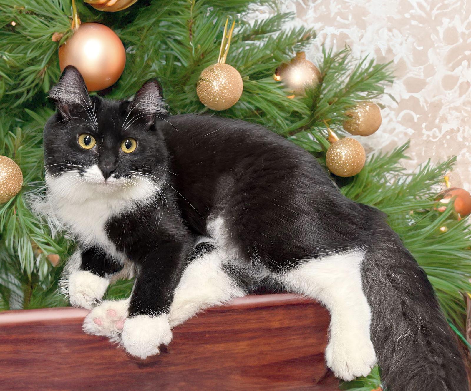 Violet (bonded to Cairo), Adoptable, Young Female Domestic Long Hair.