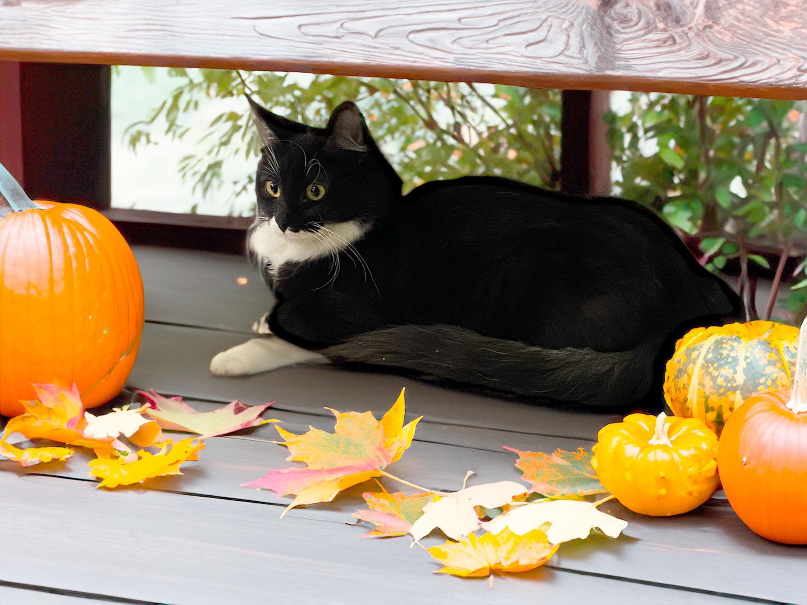 Violet (bonded to Cairo), a Adoptable Domestic Long Hair in Chandler, AZ image 3/3