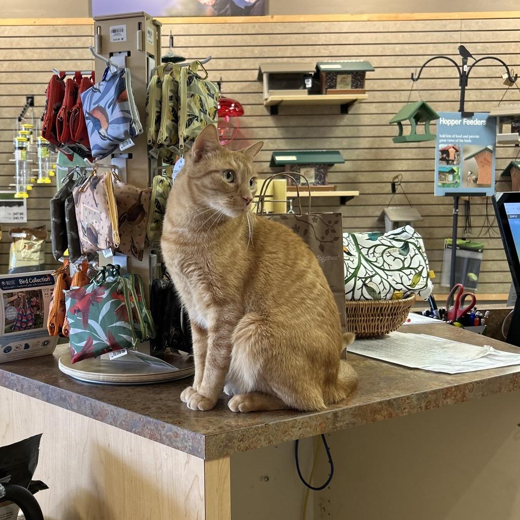 Nelson, Adoptable, Adult Male Domestic Short Hair.