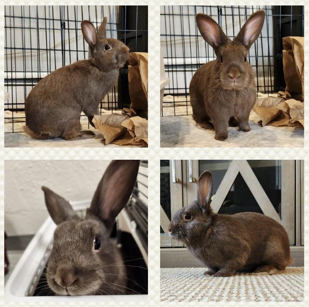 Ranger, Adoptable, Young Male Havana.