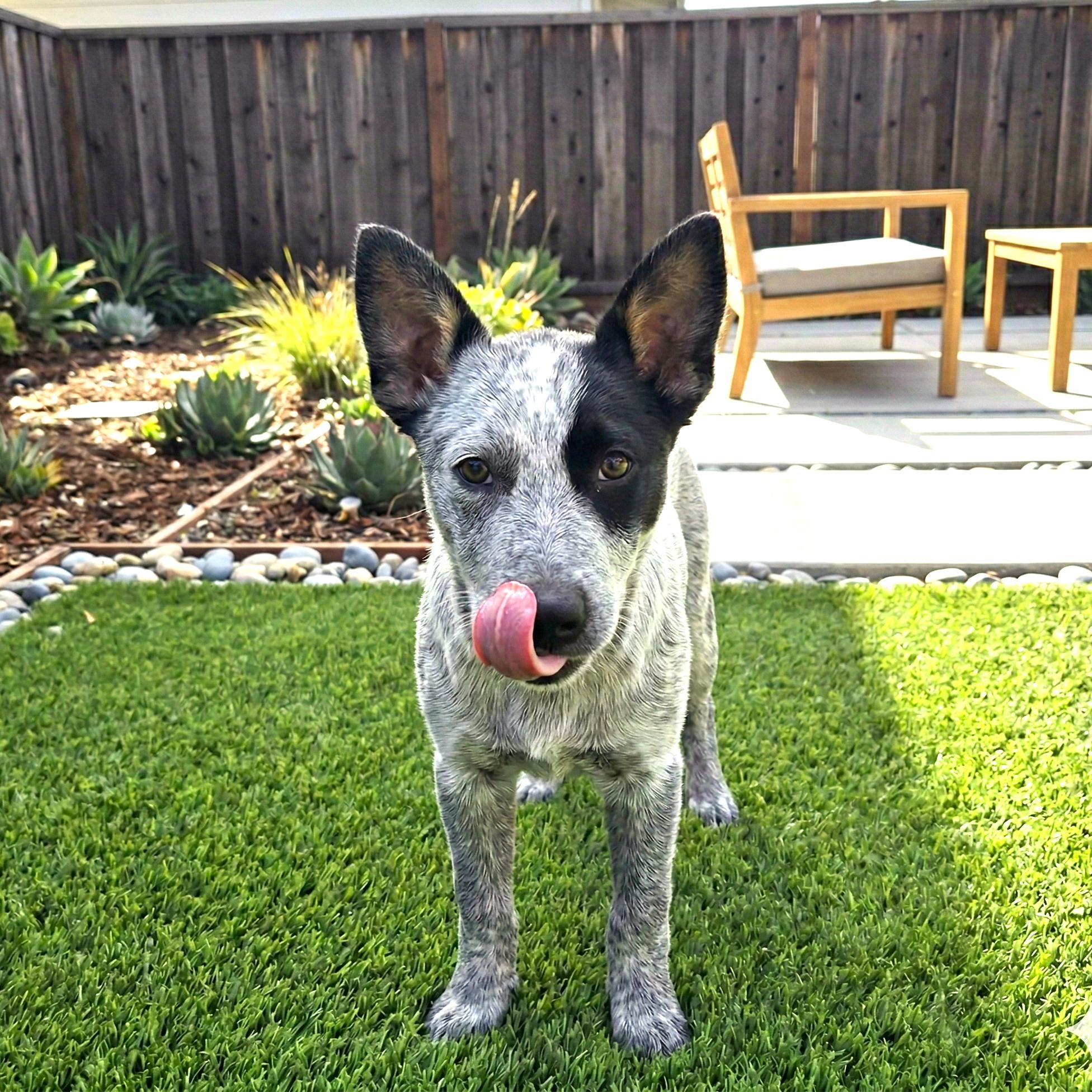 Lana, a Adoptable Australian Cattle Dog / Blue Heeler in Sunnyvale, CA image 1/4