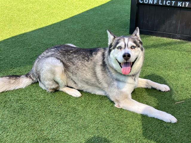 Enlarge SHEENA, a Adoptable Siberian Husky in Tustin, CA image 1/1
