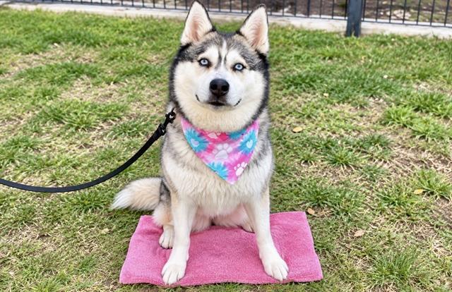 SHEENA, Adoptable, Adult Female Siberian Husky.
