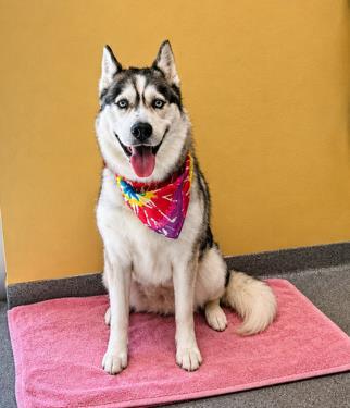 Enlarge SHEENA, a Adoptable Siberian Husky in Tustin, CA image 1/1