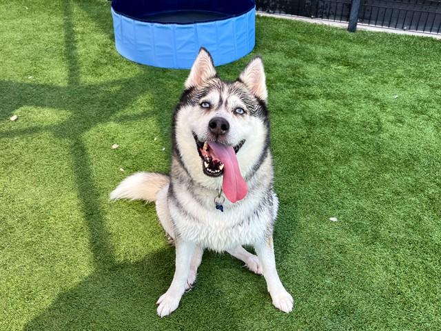 SHEENA, Adoptable, Adult Female Siberian Husky.