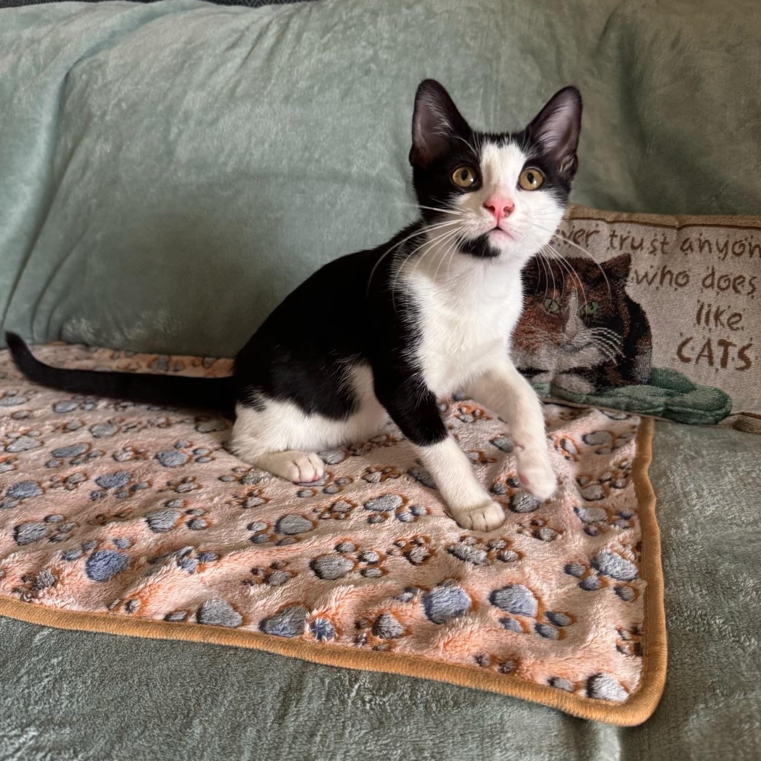 Romeo & Dobby BONDED, Adoptable, Kitten Male Domestic Short Hair.