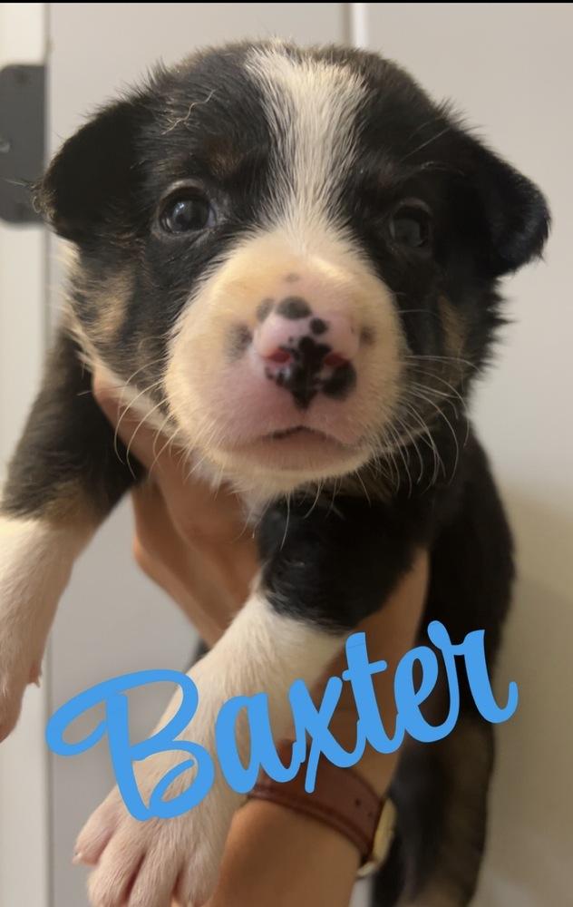 Baxter, a Adoptable mixed breed in Tulsa, OK image 2/2