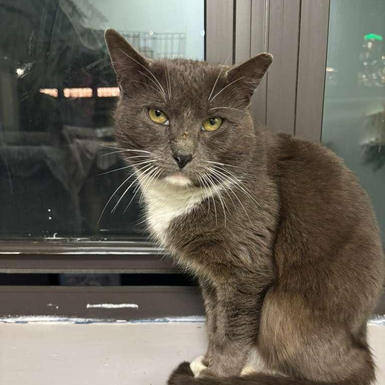 Aries, ADOPTABLE, Adult Male Domestic Short Hair.