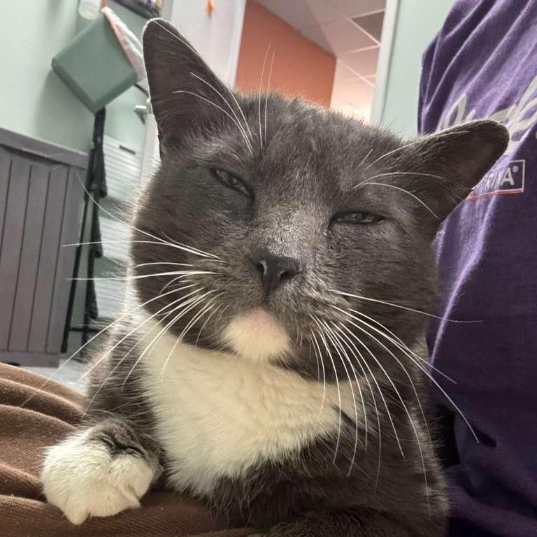 Enlarge Aries, an adopted Domestic Short Hair in Astoria, NY image 2/6