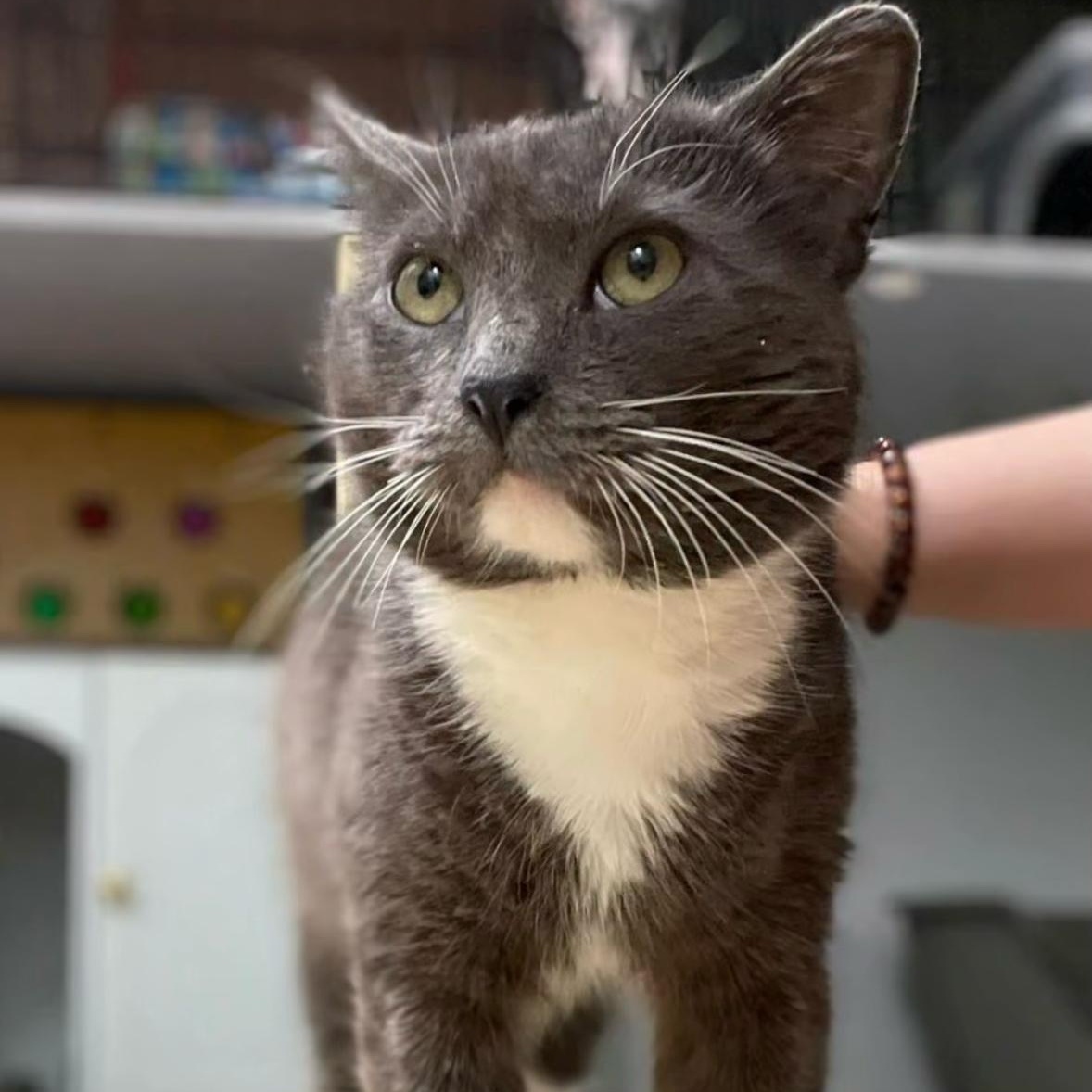 Enlarge Aries, an adopted Domestic Short Hair in Astoria, NY image 1/6