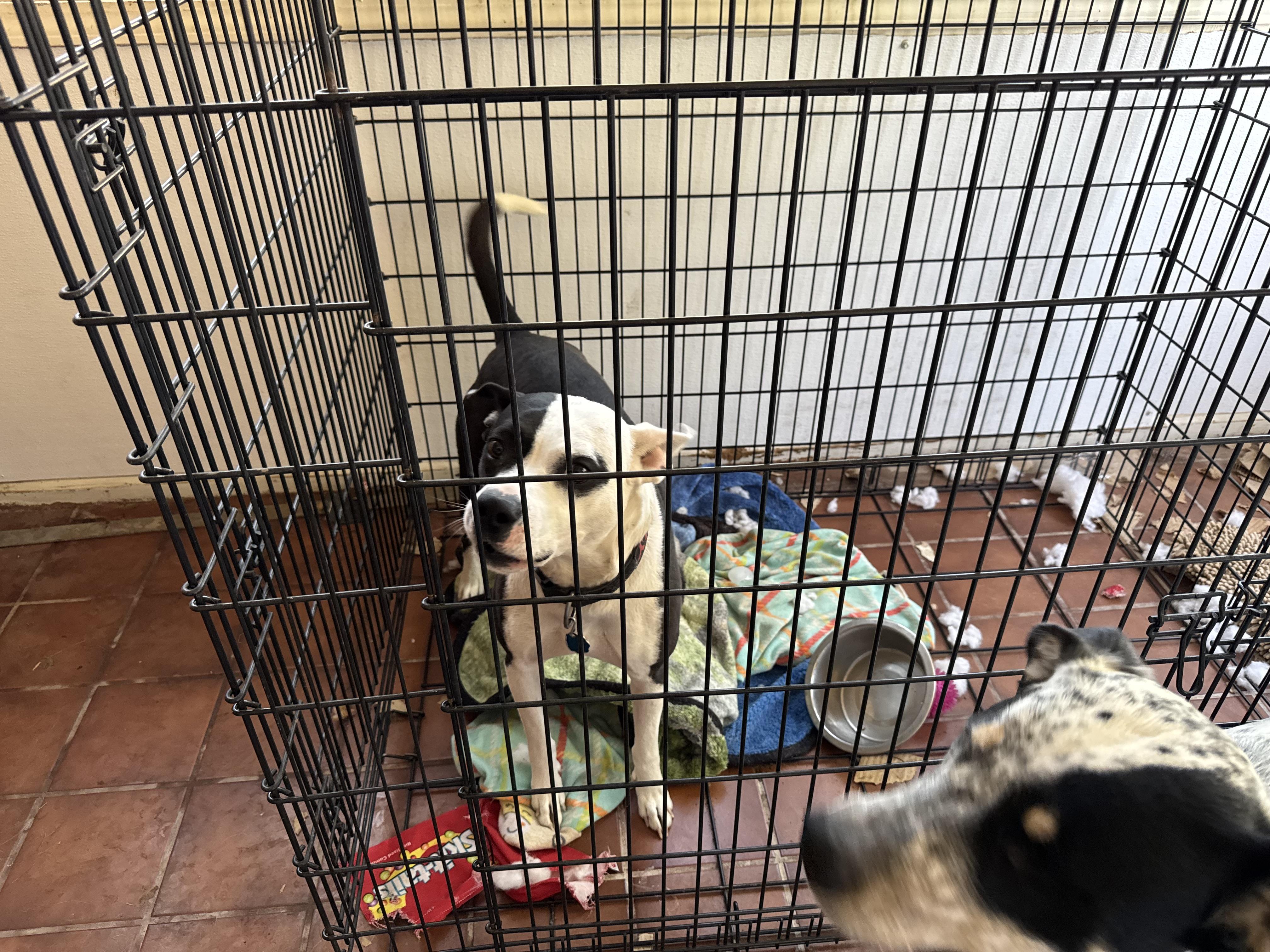 willy, an adoptable Boxer, Border Collie in Klamath Falls, OR, 97603 | Photo Image 1