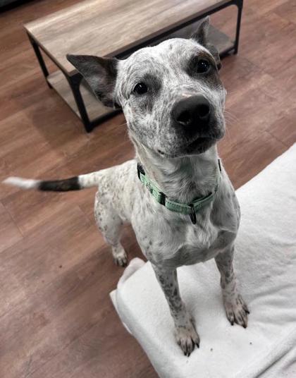 Enlarge Pluto, a Adoptable mixed breed in Savannah, GA image 1/2