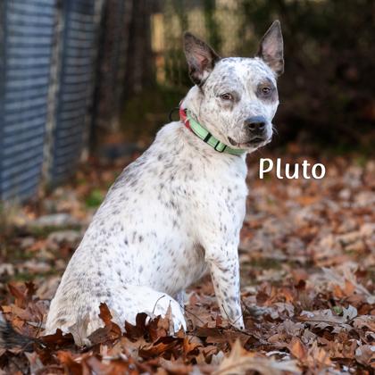 Enlarge Pluto, a Adoptable mixed breed in Savannah, GA image 2/2
