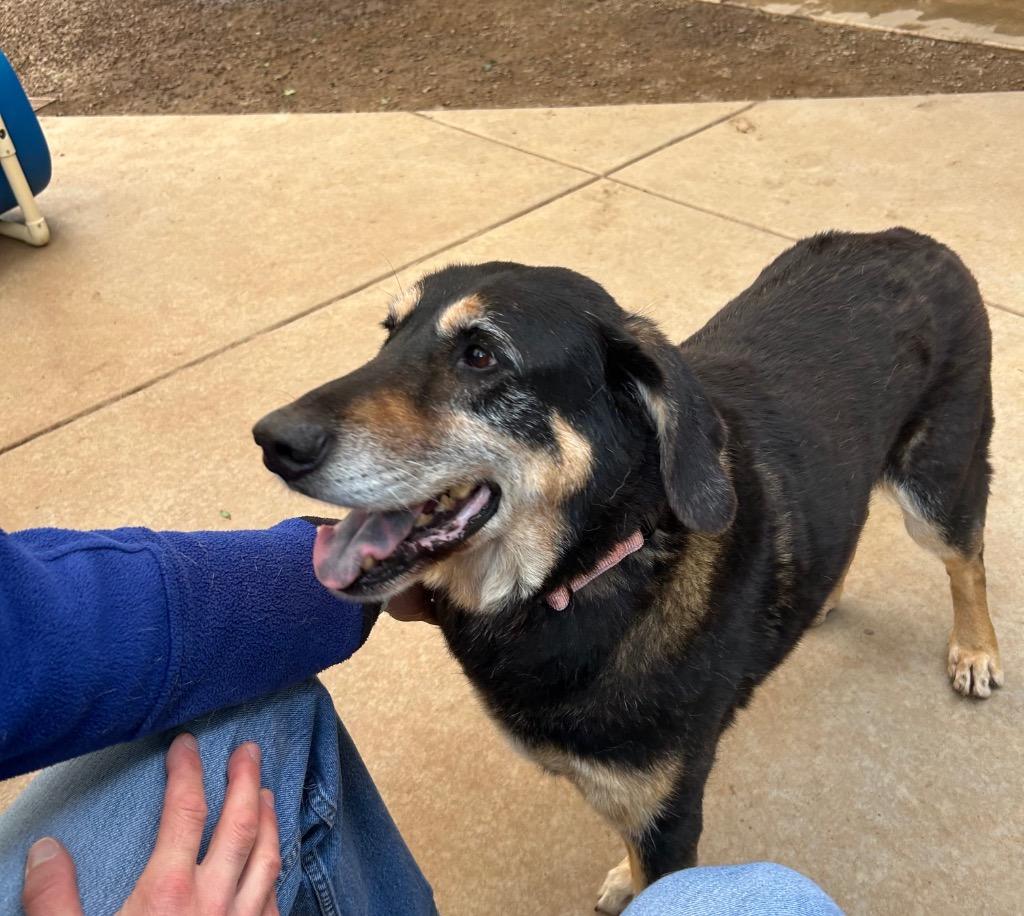 Rubio, Adoptable, Senior Male Hound.