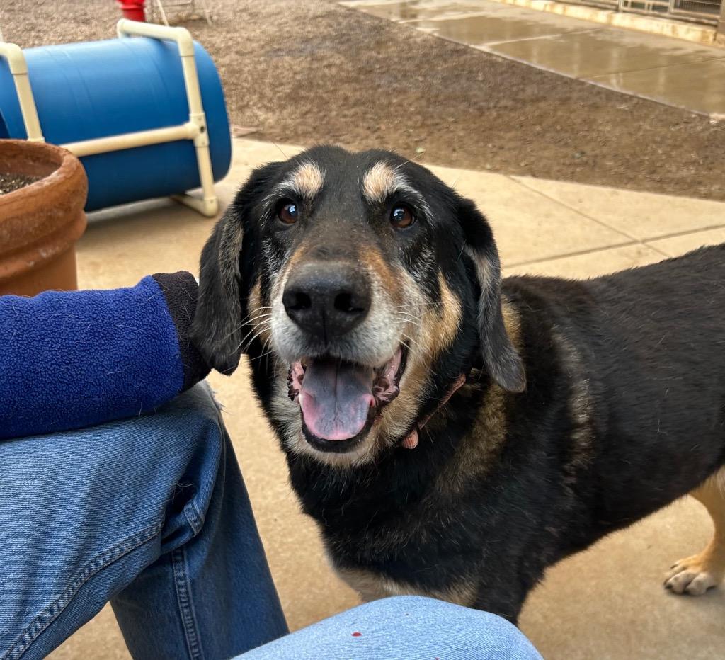 Rubio, a Adoptable Hound in Cottonwood, AZ image 3/5
