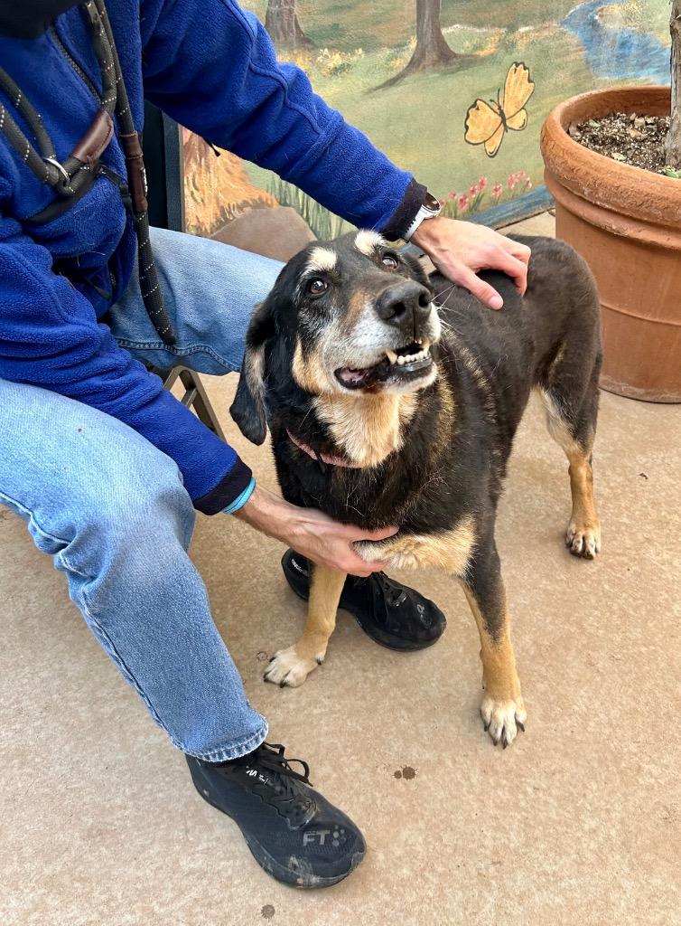 Rubio, a Adoptable Hound in Cottonwood, AZ image 4/5
