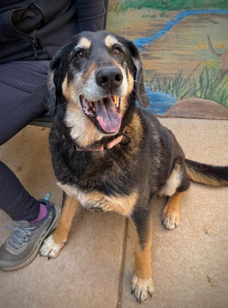 Rubio, a Adoptable Hound in Cottonwood, AZ image 5/5