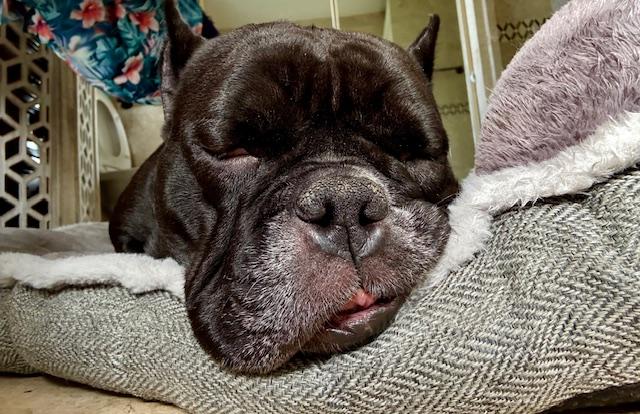 Momma , a ADOPTABLE English Bulldog in Melbourne, FL image 1/2