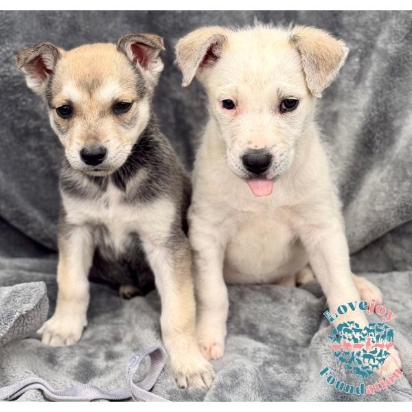 Zela Davis Park Litter COH, adopted, Puppy Male Hound & Shepherd.