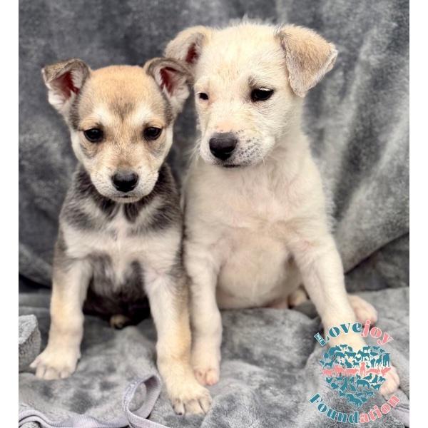 Zela Davis Park Litter COH, an adopted mixed breed in Inglewood, CA image 2/2