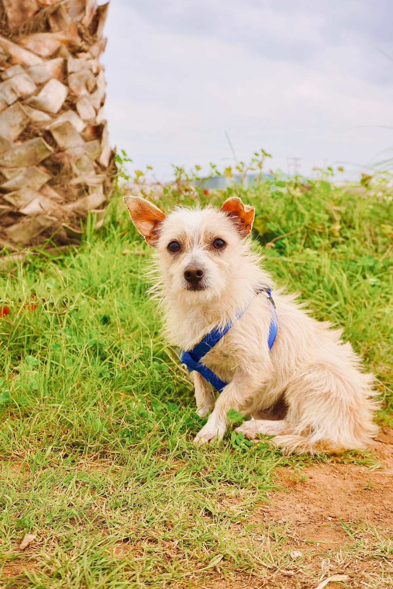 Enlarge Lukie, a ADOPTABLE mixed breed in San Diego, CA image 2/2