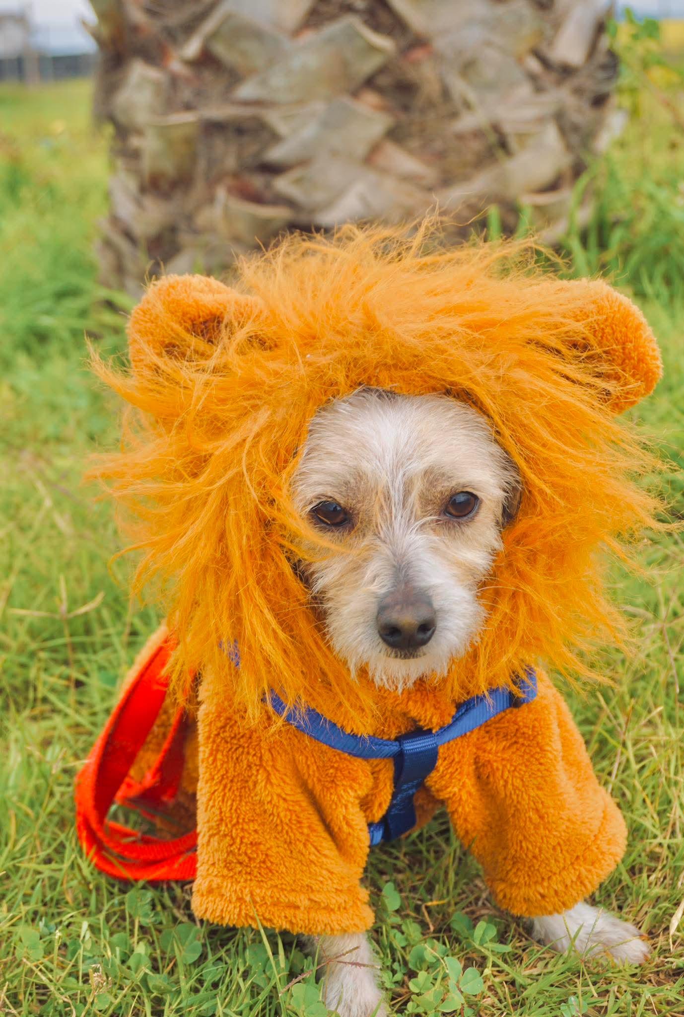 Lukie, ADOPTABLE, Adult Male Chihuahua & Miniature Poodle.