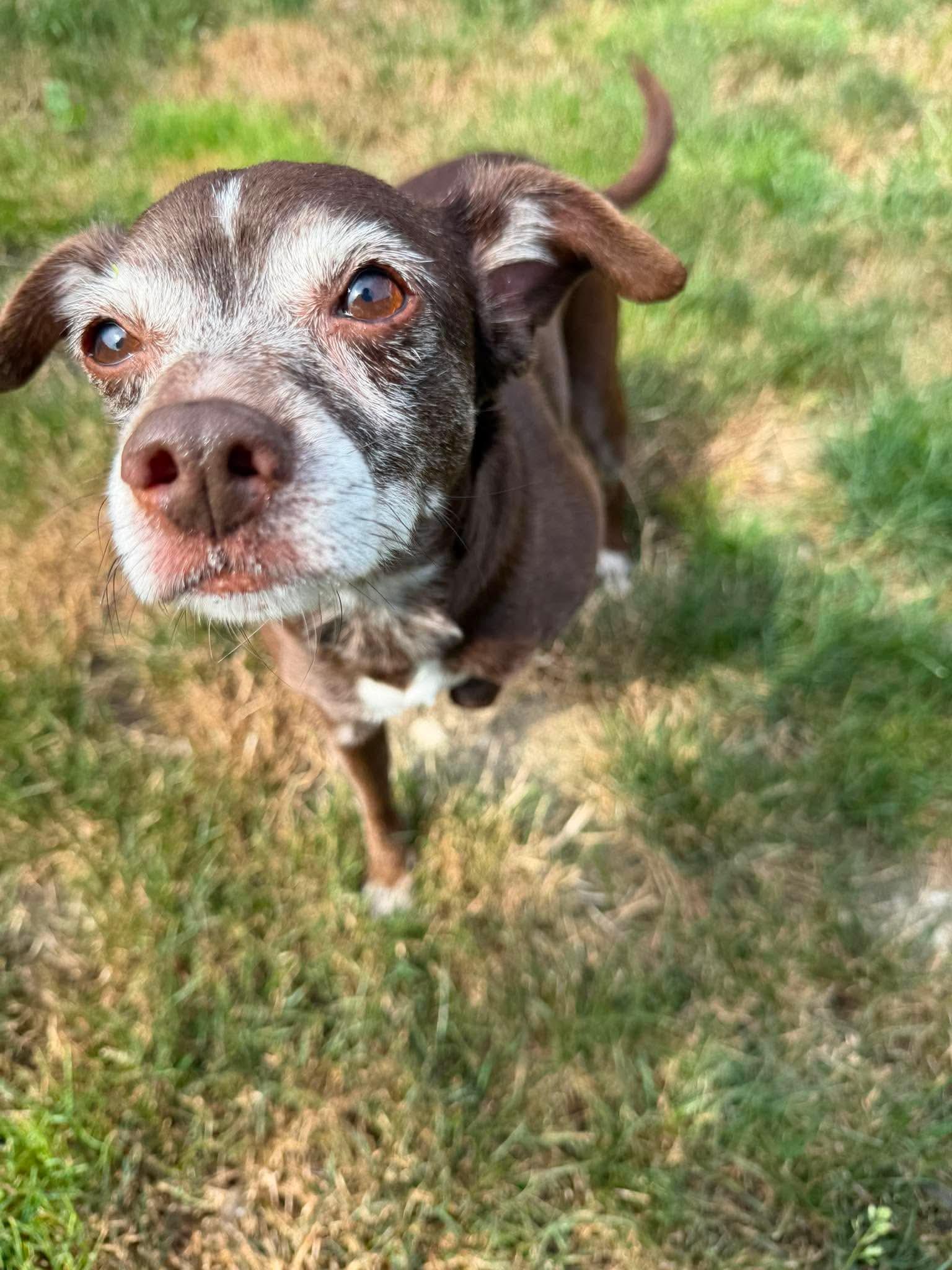 Octavia, Adoptable, Senior Female Chihuahua.