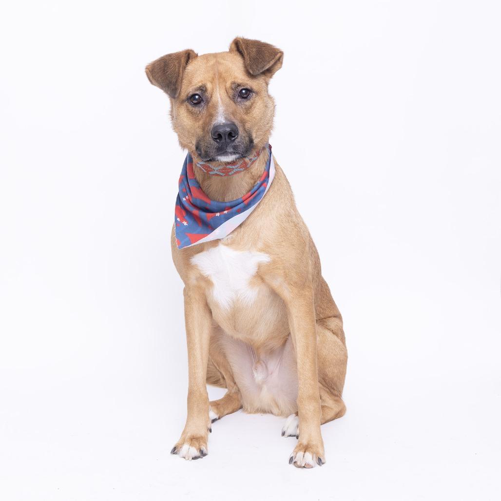 Enlarge Dakota, a Adoptable Mixed Breed in Franklin, TN image 1/2