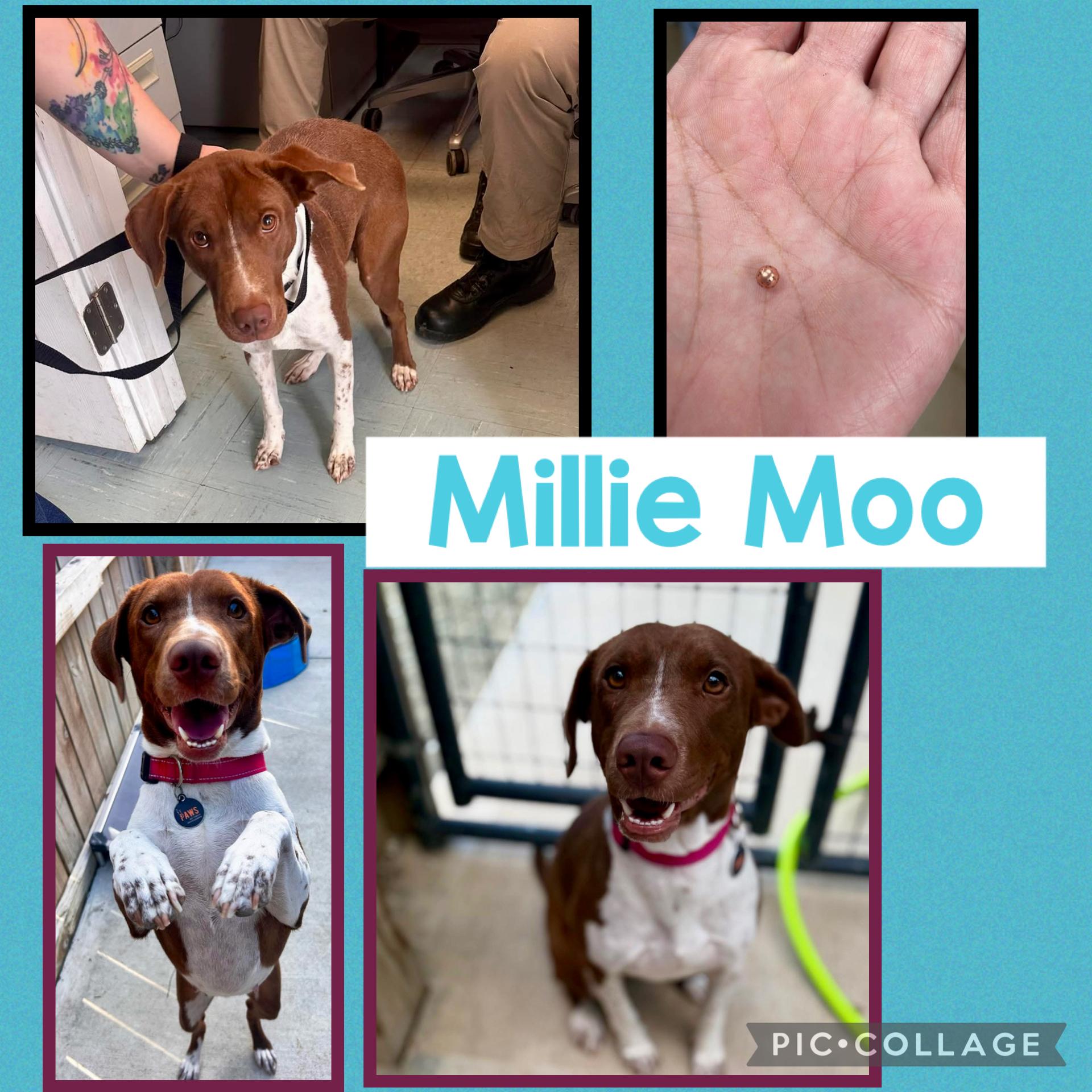 Millie Moo