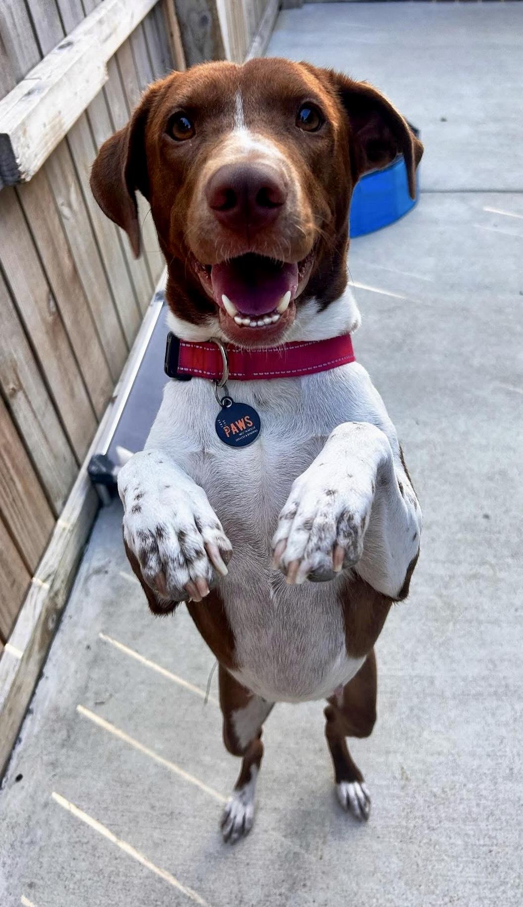 Millie Moo