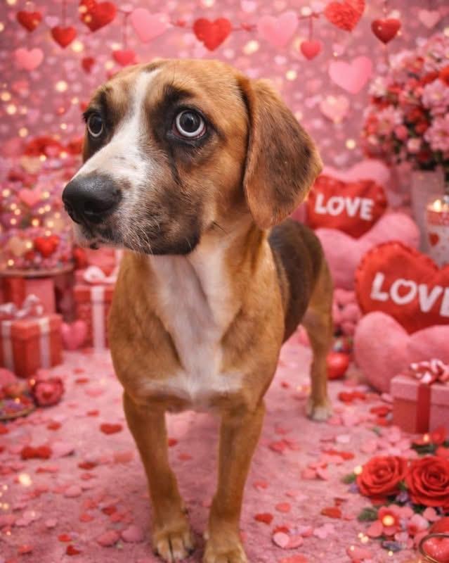 Enlarge Shiloh, a ADOPTABLE mixed breed in AMARILLO, TX image 2/2