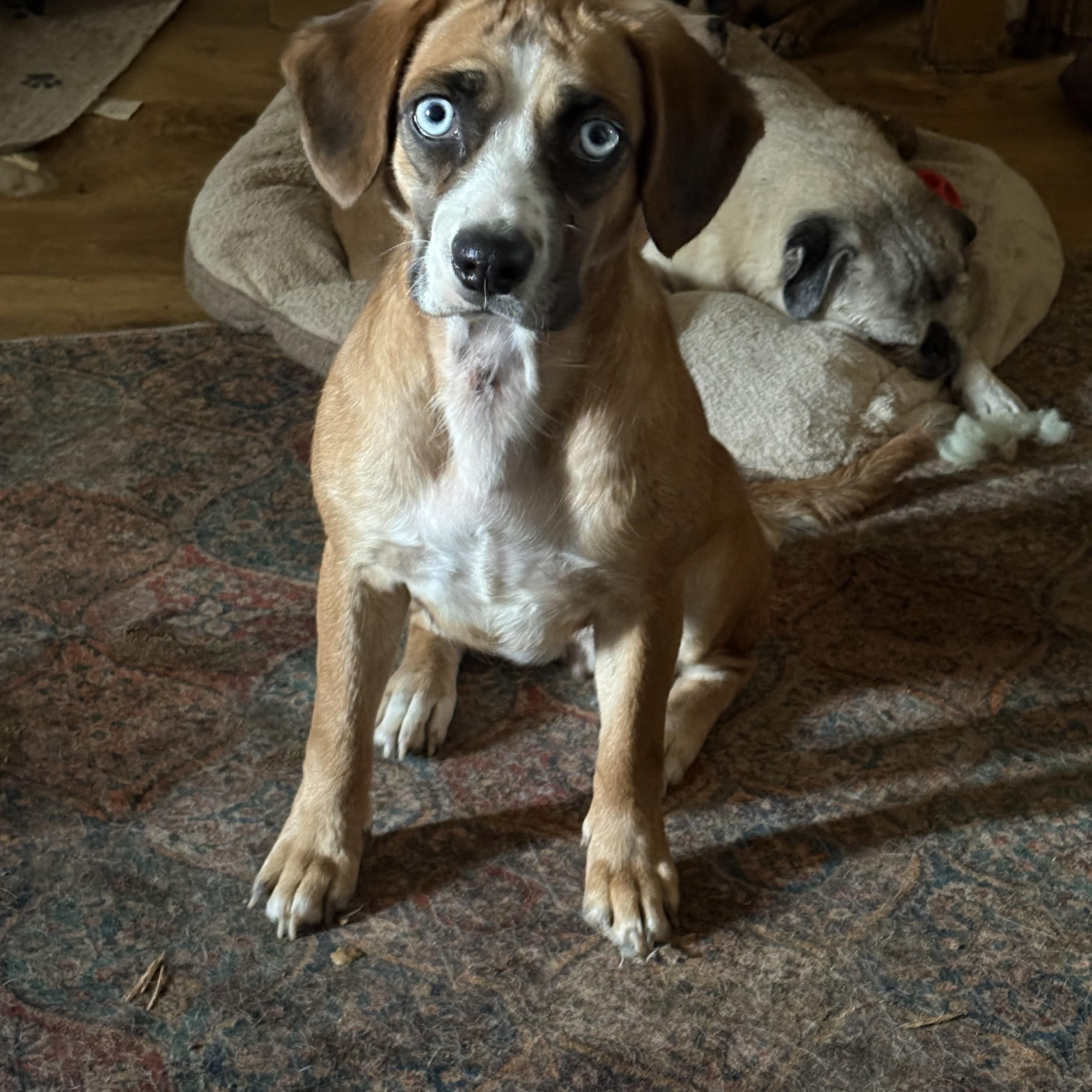 Shiloh, ADOPTABLE, Young Female Beagle.