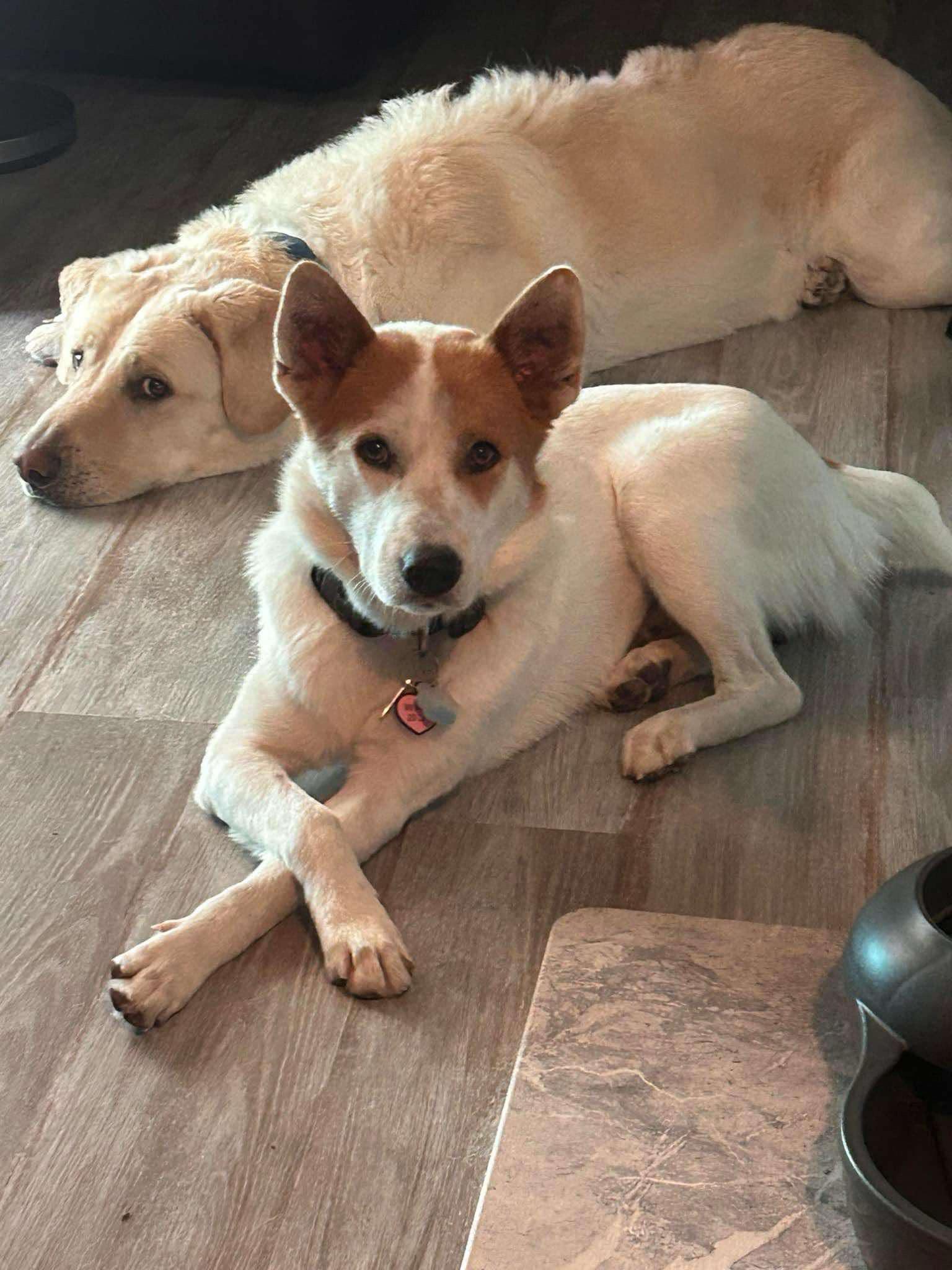 Finley, Adoptable, Adult Male Australian Cattle Dog / Blue Heeler.